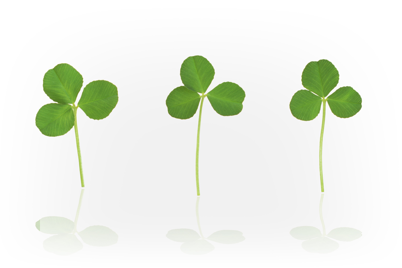 オフィス緑化がもたらす3つの科学的効果